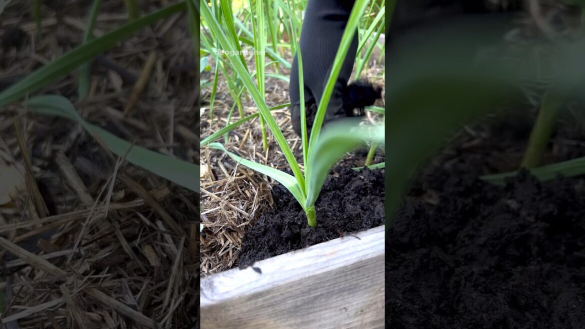 Topping up our garlic patch with mushroom compost #gardening #vegetablegardening #garlic #fyp