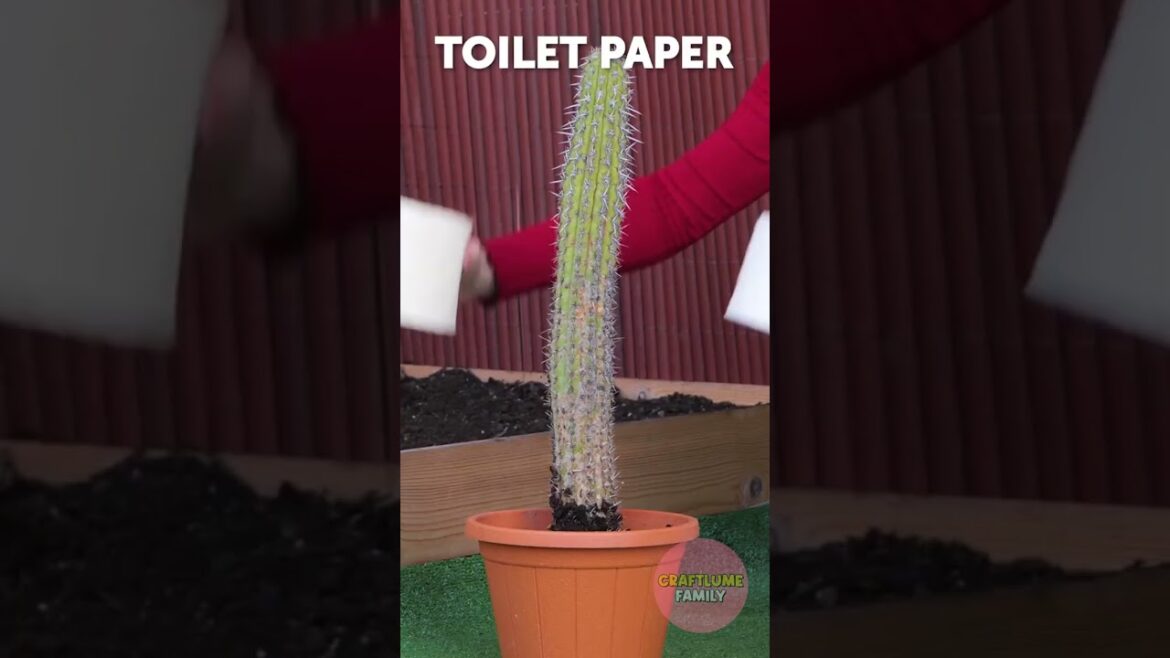 Smart garden hacks for growth and glow!