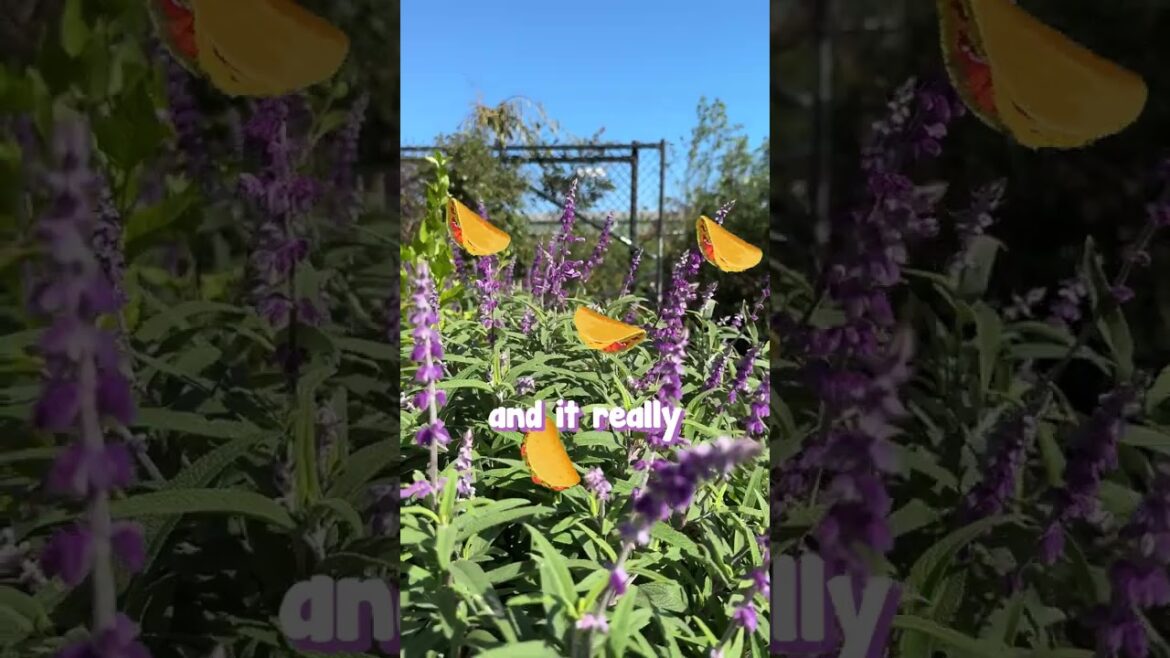 Don’t Have a Dull Garden in Winter! Add Mexican Bush Sage🌿 Don't Have a Dull Garden in Winter! Add Mexican Bush Sage🌿