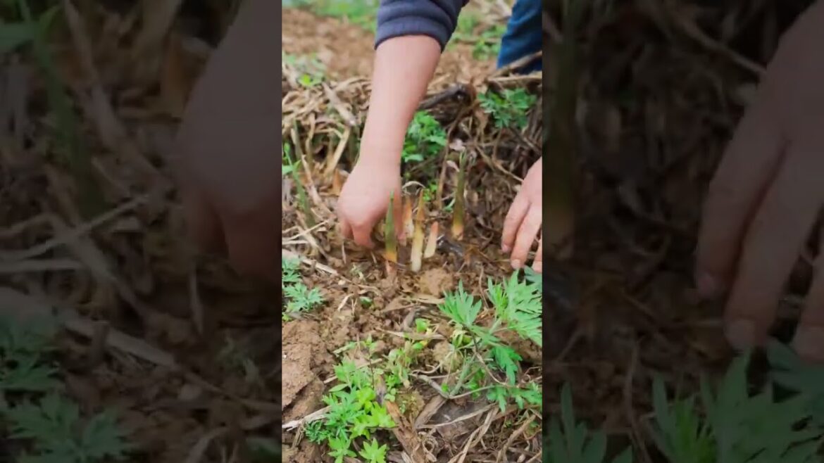 Amazing work  #agriculture #aloevera #flower  #redroses #garden #tips   #satisfying  #asrm #tricks