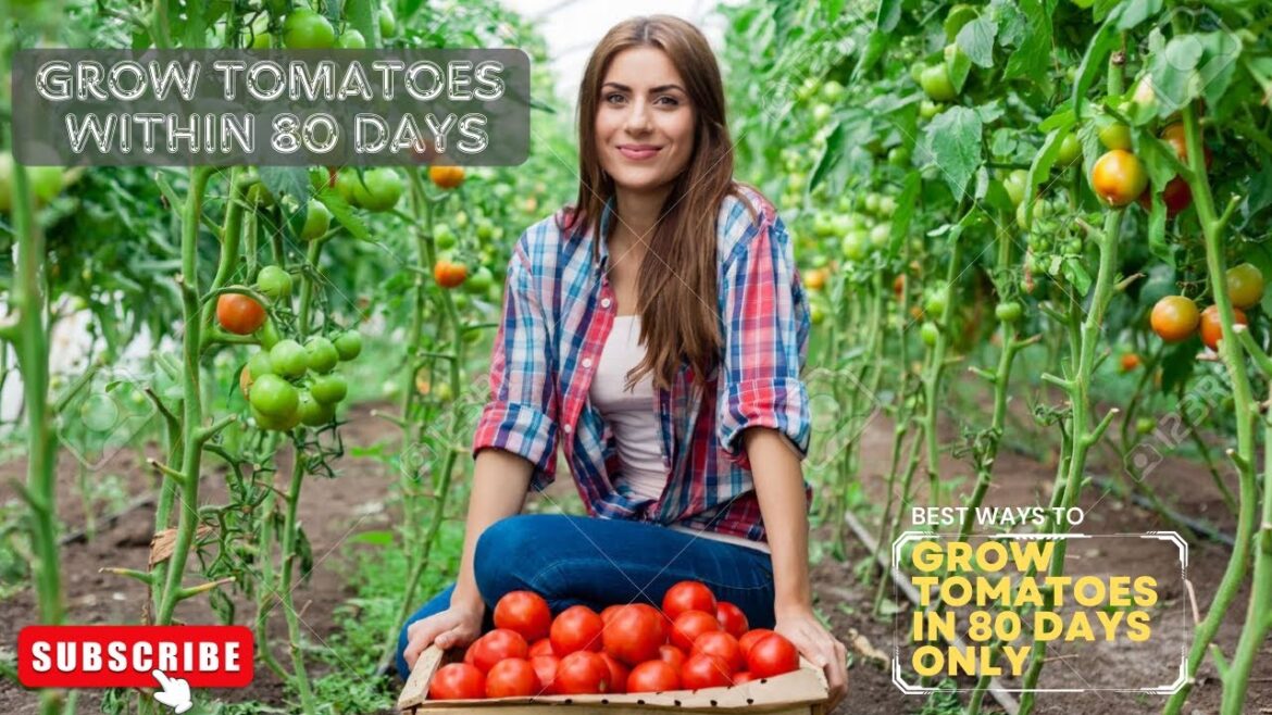 80-Day Tomato Challenge: Grow Juicy Tomatoes in Just 80 Days | Best Tomato Growing Techniques