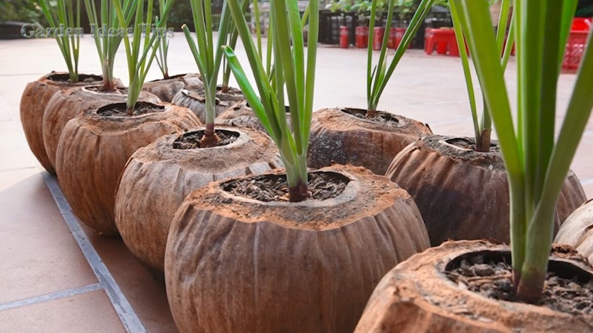 How to Grow Vegetable Gardening Tips for Beginners at Home How to Grow Vegetable Gardening Tips for Beginners at Home