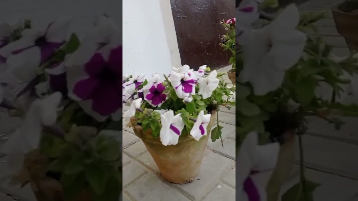 How to Grow Stunning Spring Flowers: A Gardener’s Guide! #gardening #reels #shorts How to Grow Stunning Spring Flowers: A Gardener's Guide! #gardening #reels #shorts