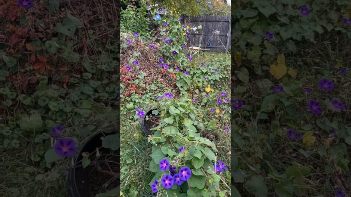 Morning Glories Vine is Beautiful Backyard Garden Update #shorts