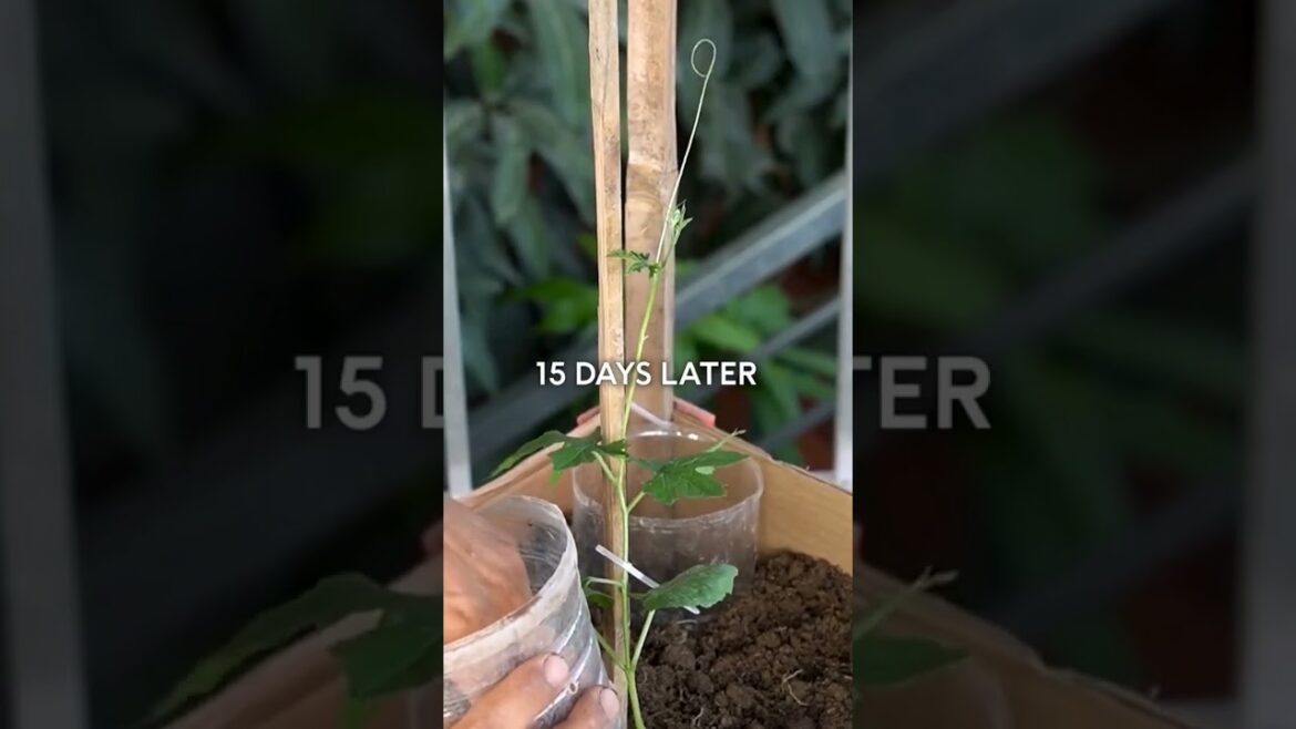 करेलाl#vegetables #gardening #shorts