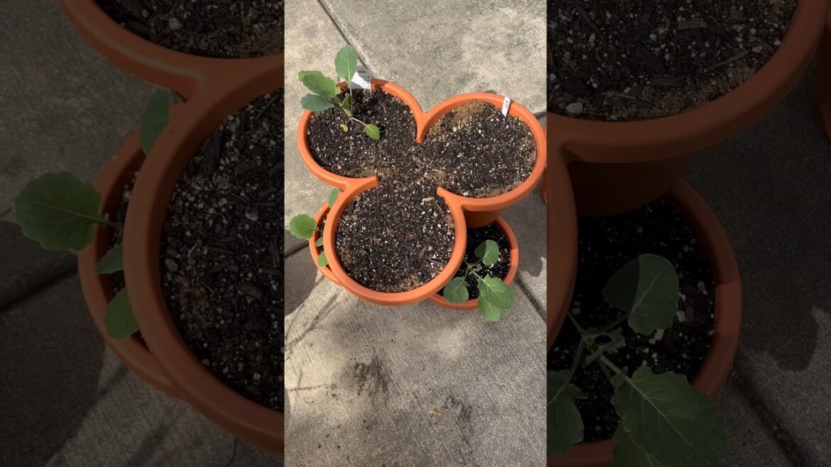 Container Gardening - Aldi Stackable Vertical Planter #gardening #vegetablegardening #garden