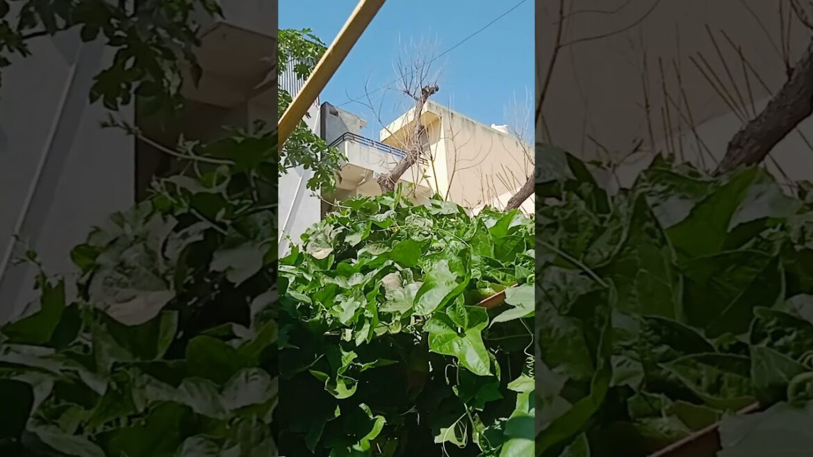 All season Vegetable Gardening #terrace #gardening #fruits #flower