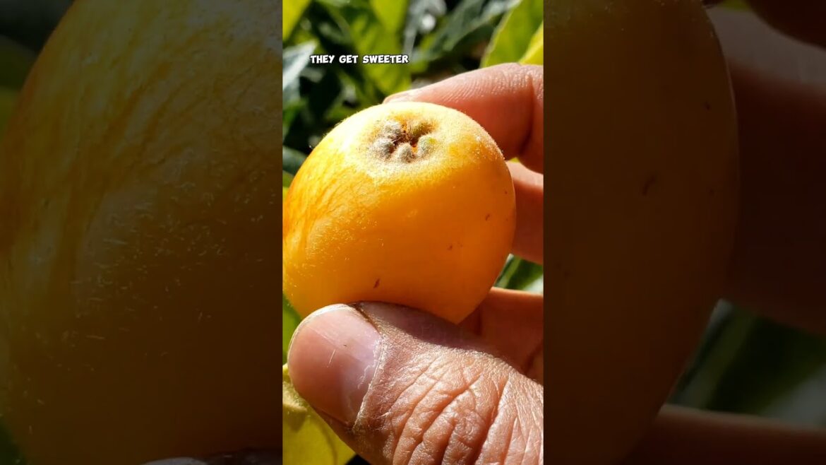 Grow Tasty Loquats in Your Home Garden! 🍑🌿 #Shorts