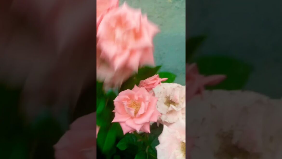 Beautiful Garden flower#homedecor #garden #gardentips Beautiful Garden flower#homedecor #garden #gardentips