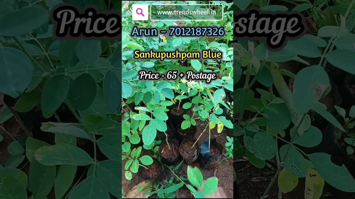 Sankupushpam Aparajita Blue Butterfly Pea plant Trends Wheel Shorts #trendswheel #floweringplant