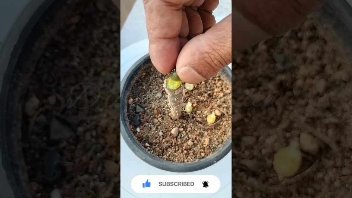 Micro Graft on Perekiopsis /Micro Grafting / #farmya #fungardening #theonepage #shorts #short