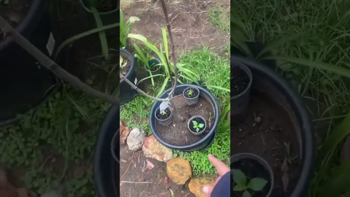 Preparing for the Green Season  Growing Fruits and Building Community   Gardening Tips