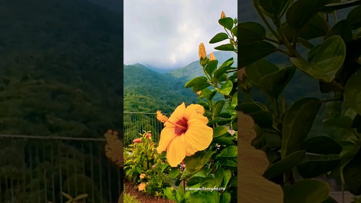 Best summer flowering plants 🌺#shorts #hibiscus #@MoumitaRoyHazra