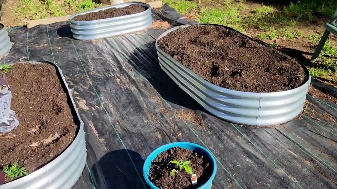 Spring Garden Update: Raised Beds, Weeds, and Future Plans
