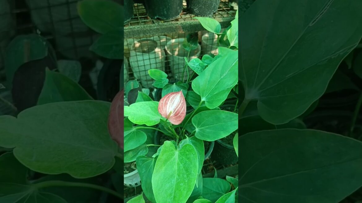 Gardening 🌿🍀 tips for beginners/common tips / basic tips for gardening #shorts #anthurium #alocasia