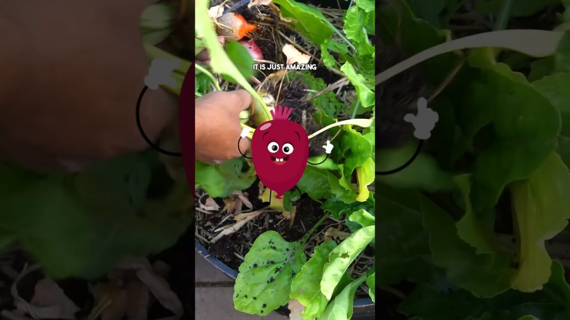 California Gardening: Revolutionize Beet Growing: Try Bunch Planting! π±π₯ #Shorts Revolutionize Beet Growing: Try Bunch Planting! π±π₯ #Shorts