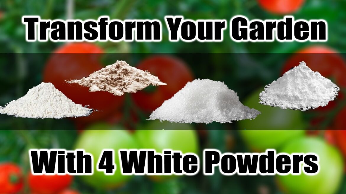 California Garden TV: 4 White Powders to Transform Your Tomatoes & Peppers 4 White Powders to Transform Your Tomatoes & Peppers