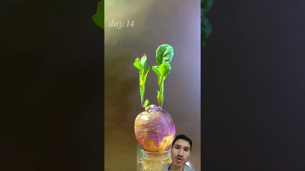 10 second TURNiP in Water growing 🌱Time-lapse #plants #ytshort 10 second TURNiP in Water growing 🌱Time-lapse #plants #ytshort