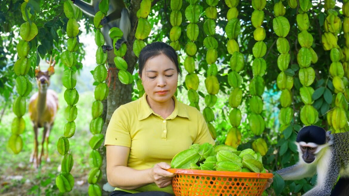 Harvesting Sour Star Fruit Goes To Market Sell – Vegetable Gardening – New Life | New Daily Farm Harvesting Sour Star Fruit Goes To Market Sell - Vegetable Gardening - New Life | New Daily Farm
