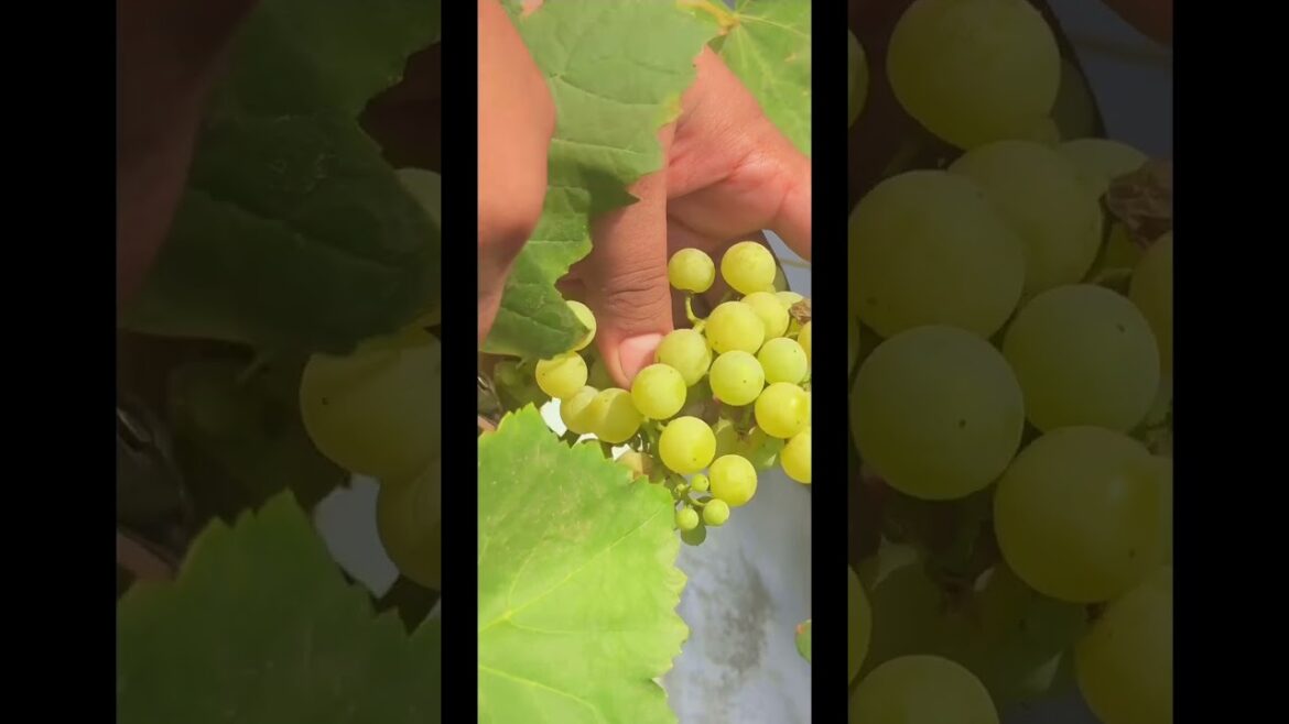 Grapes in Container | Garden Ideas #shorts