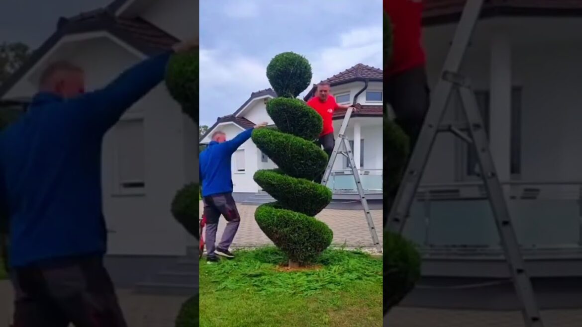 Satisfying Gardening Work 🌳 #garden #gardening #satisfying #cleaning  #grass #lawn #viral #fyp #13 Satisfying Gardening Work 🌳 #garden #gardening #satisfying #cleaning  #grass #lawn #viral #fyp #13