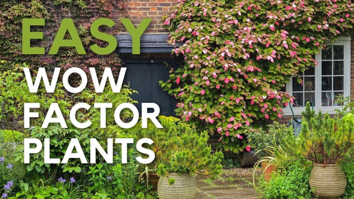 Early summer garden tips & tour – no-fuss, easy wow factor plants.. Early summer garden tips & tour - no-fuss, easy wow factor plants..