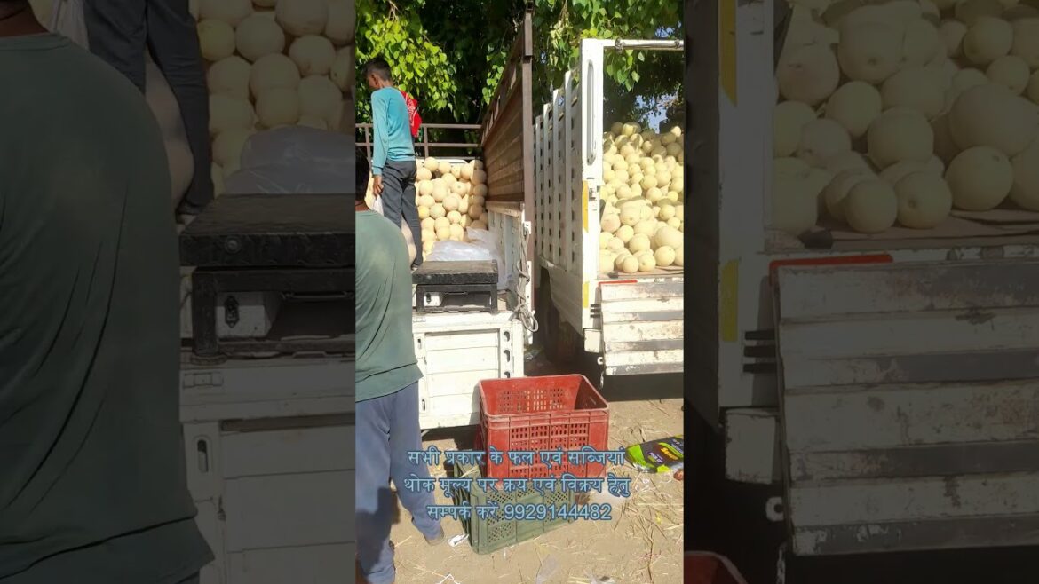 Buy and sale fruits & vegetables wholesale – Melon (Kharbuj) Buy and sale fruits & vegetables wholesale - Melon (Kharbuj)