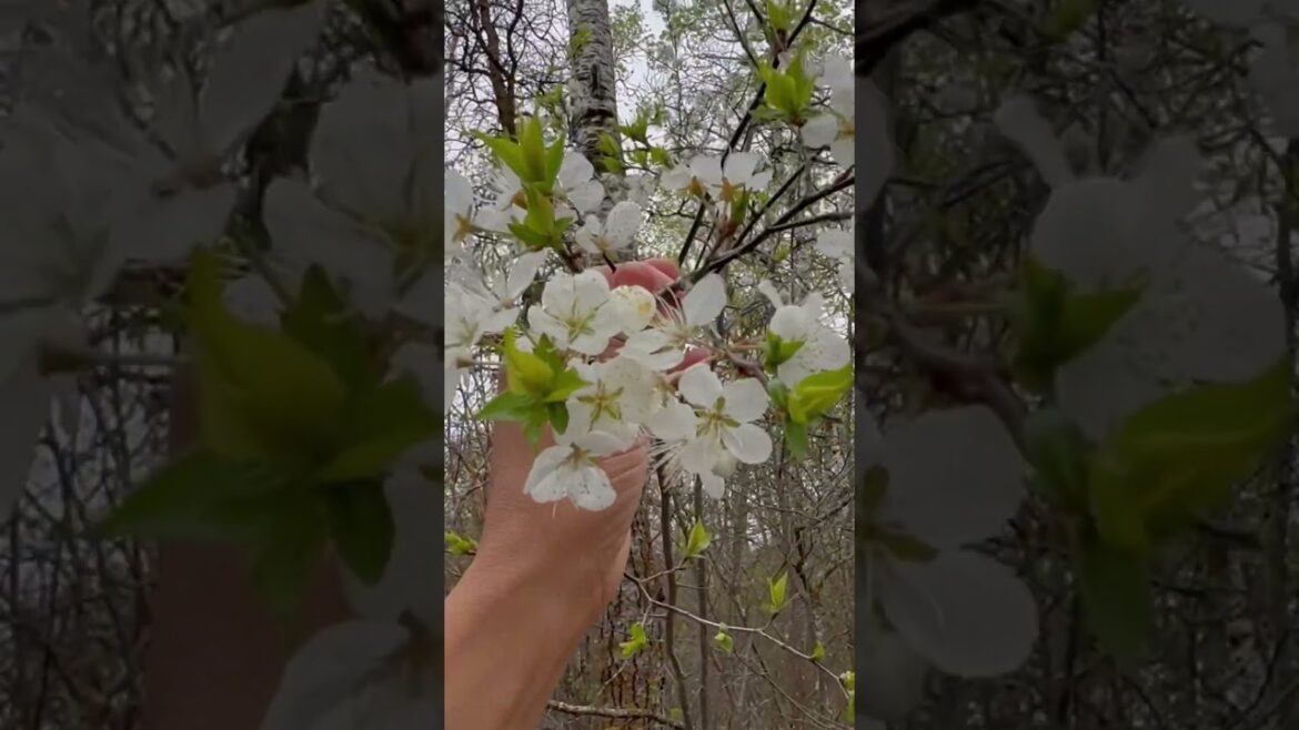 The Spring Greenhouse | Karma Chameleon | IDENTIFYING Wild EDIBLE Fruit In The WOODS #forest #fruit The Spring Greenhouse | Karma Chameleon | IDENTIFYING Wild EDIBLE Fruit In The WOODS #forest #fruit