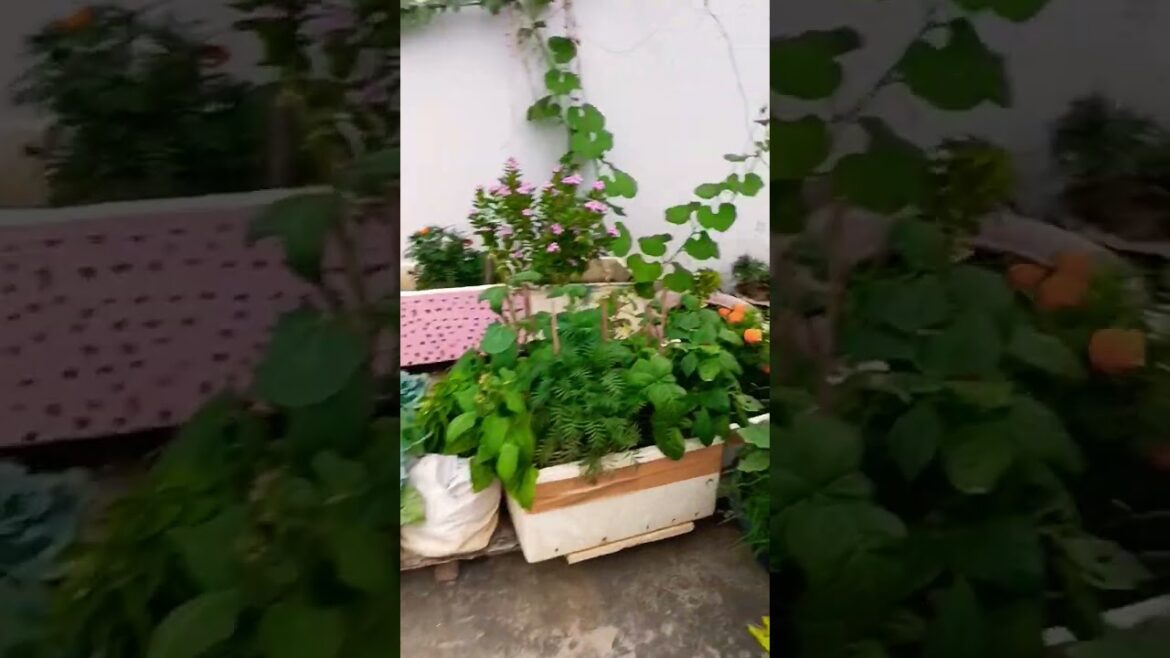 organic vegetables harwesting#viral #gardening #shortsvideo #vegetablegardening #trending organic vegetables harwesting#viral #gardening #shortsvideo #vegetablegardening #trending