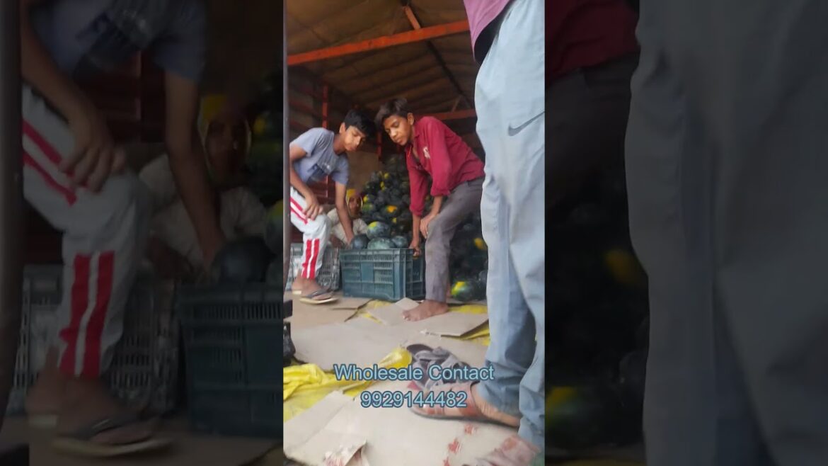 Watermelon price wholesale Watermelon price wholesale