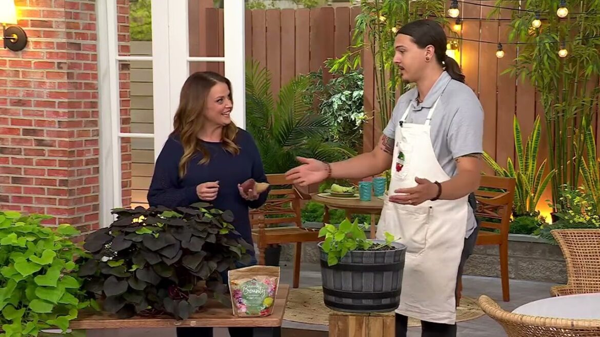 Roberta's 4-piece Treasure Island Edible Potato Vines on QVC