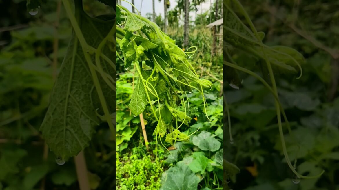 Small vegetable garden farming village rural life #vegetables #shortsviral #shorts