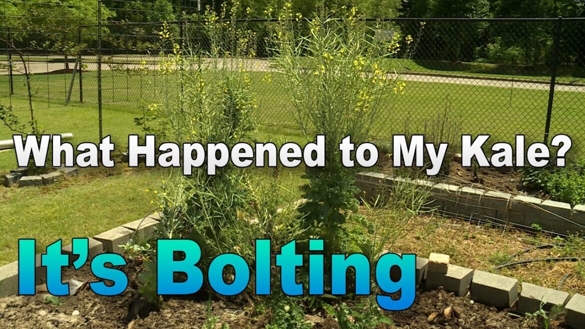 Understanding Vegetable Bolting -- Flowering Brassica Plants