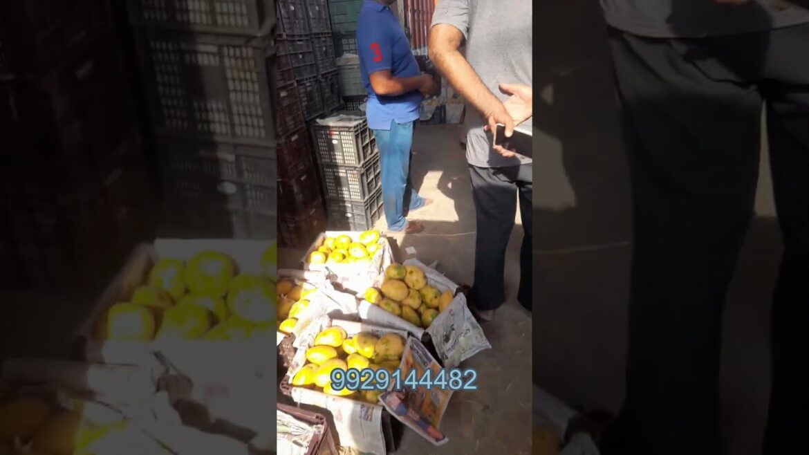 Sabhi Verity ke Mengo Jodhpur Mandi  #viral #shortvideo