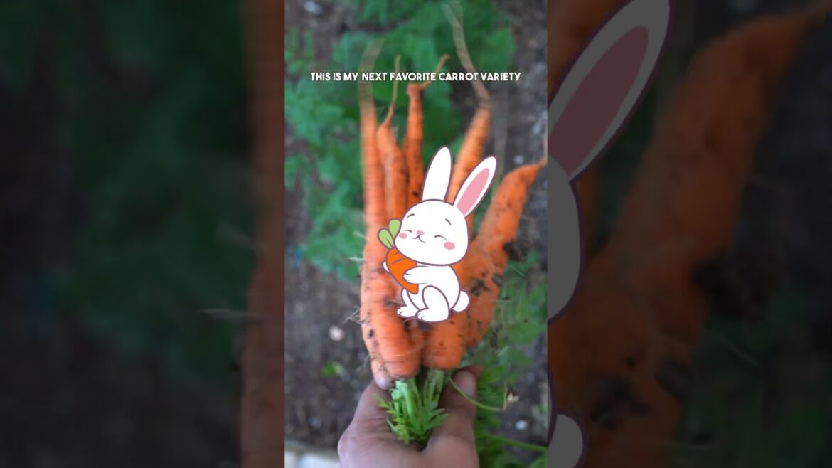 California Gardening: Grow A1 Carrots: Easy Tips for Delicious Homegrown Carrots! Grow A1 Carrots: Easy Tips for Delicious Homegrown Carrots!