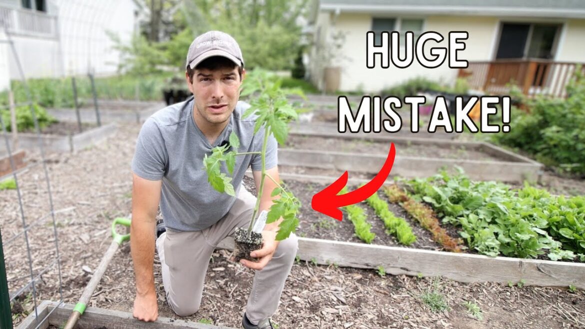 MIgardener: Don’t Make This MISTAKE Planting Tomatoes Do THIS Instead! Don't Make This MISTAKE Planting Tomatoes Do THIS Instead!