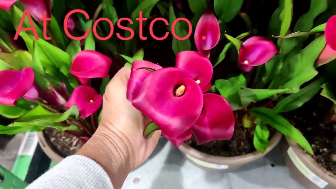 April 2024 Costco Plant Shopping April 2024 Costco Plant Shopping