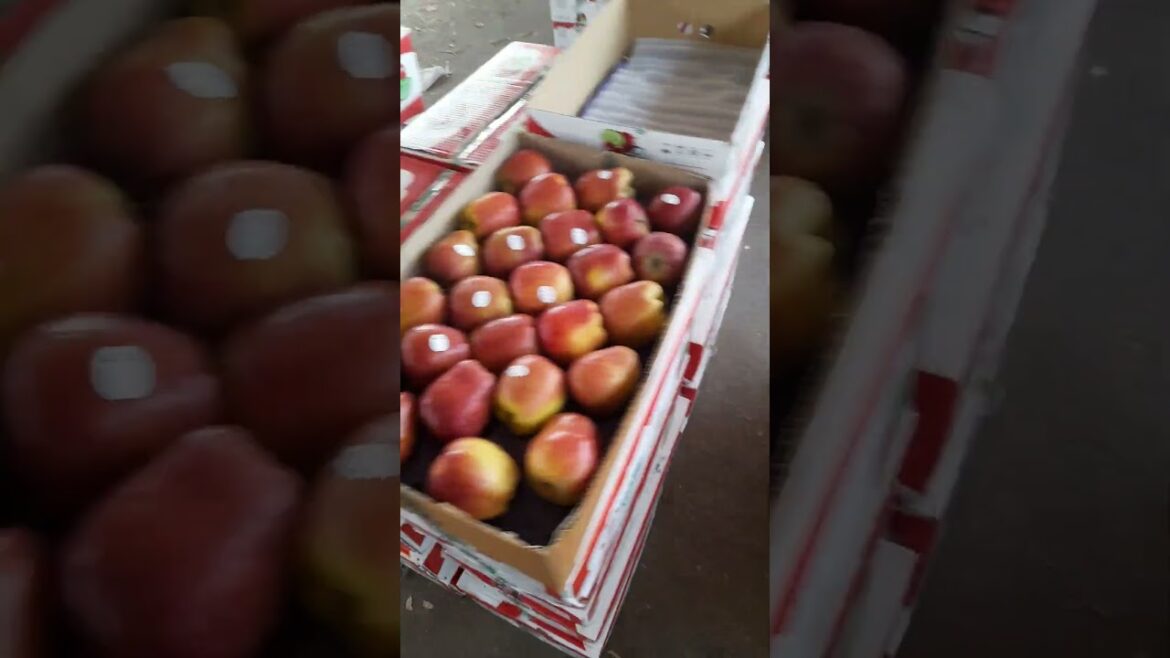 Fruit Mandi Jodhpur #viral #shortvideo