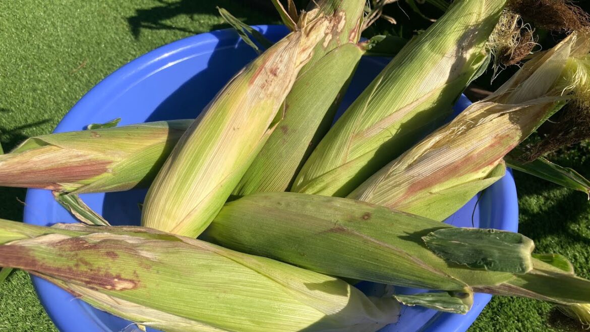 Come And Harvest Corn with Me In My Backyard Garden || Feel Inspired And Motivated Come And Harvest Corn with Me In My Backyard Garden || Feel Inspired And Motivated
