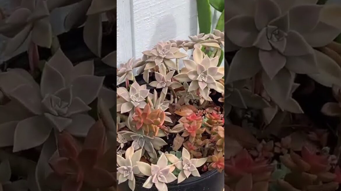 Tips for succulents | Plant Gardener Tips for succulents | Plant Gardener