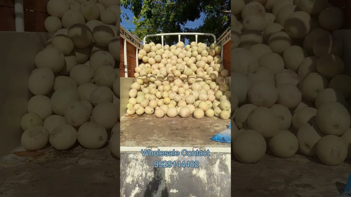 Melon wholesale price Melon wholesale price