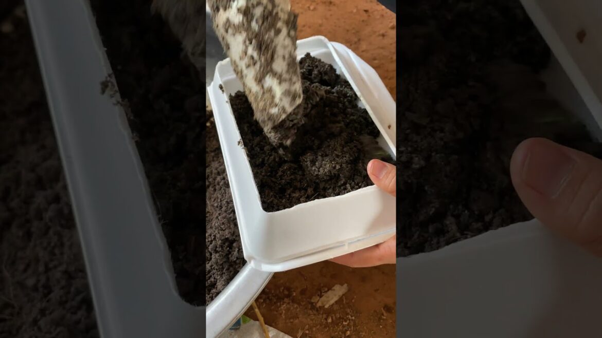 Growth garden at home/ simple tips growth vegetable #short #garden #vegetable Growth garden at home/ simple tips growth vegetable #short #garden #vegetable