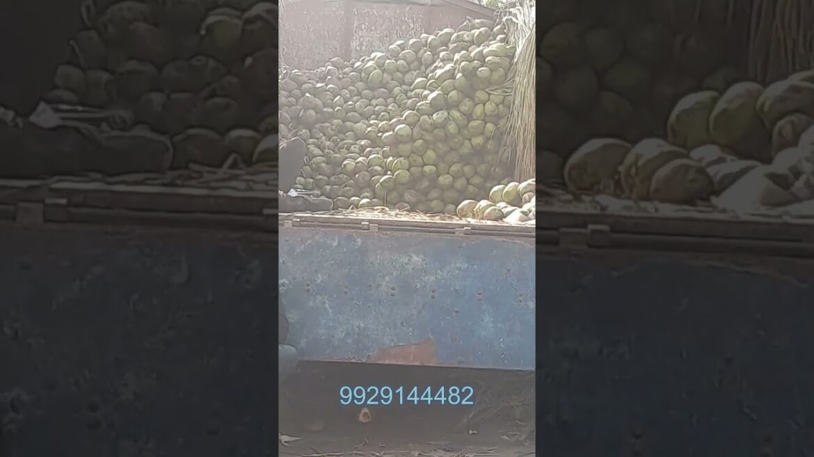 Jodhpur Mandi Tender Coconut #viral #shortvideo