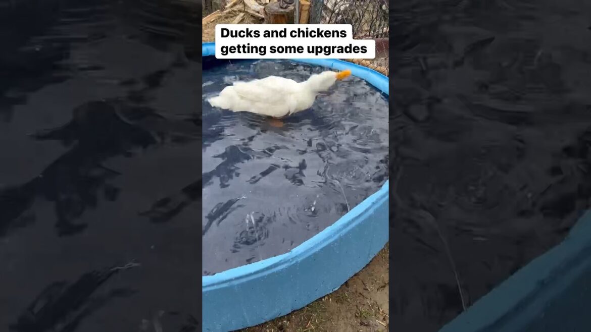 Growing plants indoor, expanding the backyard garden, and chicken coop #shorts