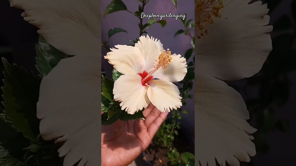 home gardening ideas 🌿|| #entrancedecor|| hibiscus ||#shortsfeed #trending #viral #ytshorts