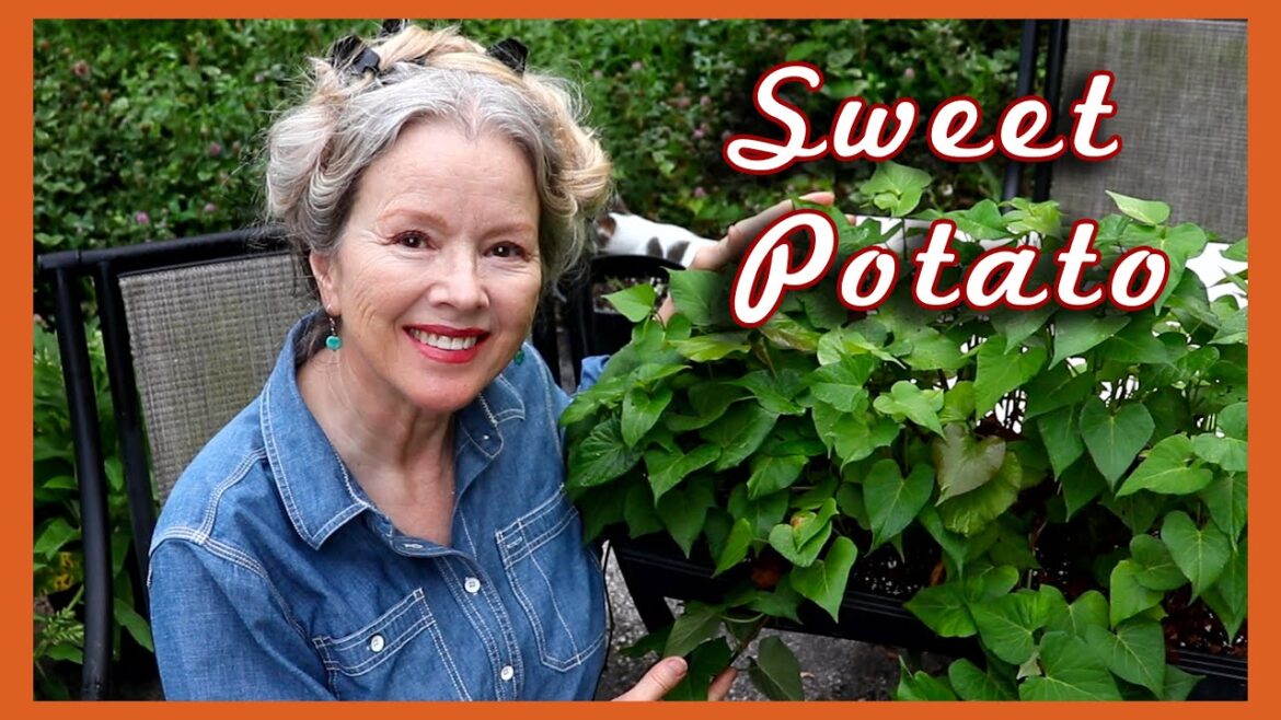 Kaye Kittrell: Start Sweet Potato Slips this EASY way! Start Sweet Potato Slips this EASY way!