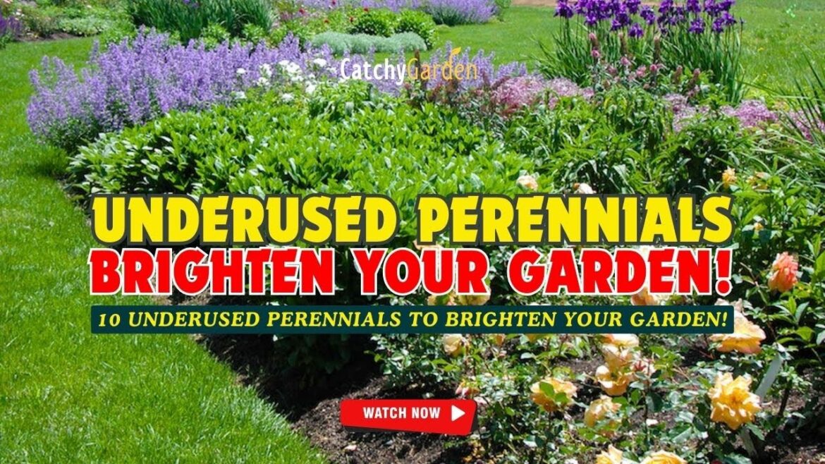 10 BEST UNDERUSED PERENNIALS TO BRIGHTEN YOUR GARDEN! π·π‘πΈ // Gardening Ideas 10 BEST UNDERUSED PERENNIALS TO BRIGHTEN YOUR GARDEN! π·π‘πΈ // Gardening Ideas