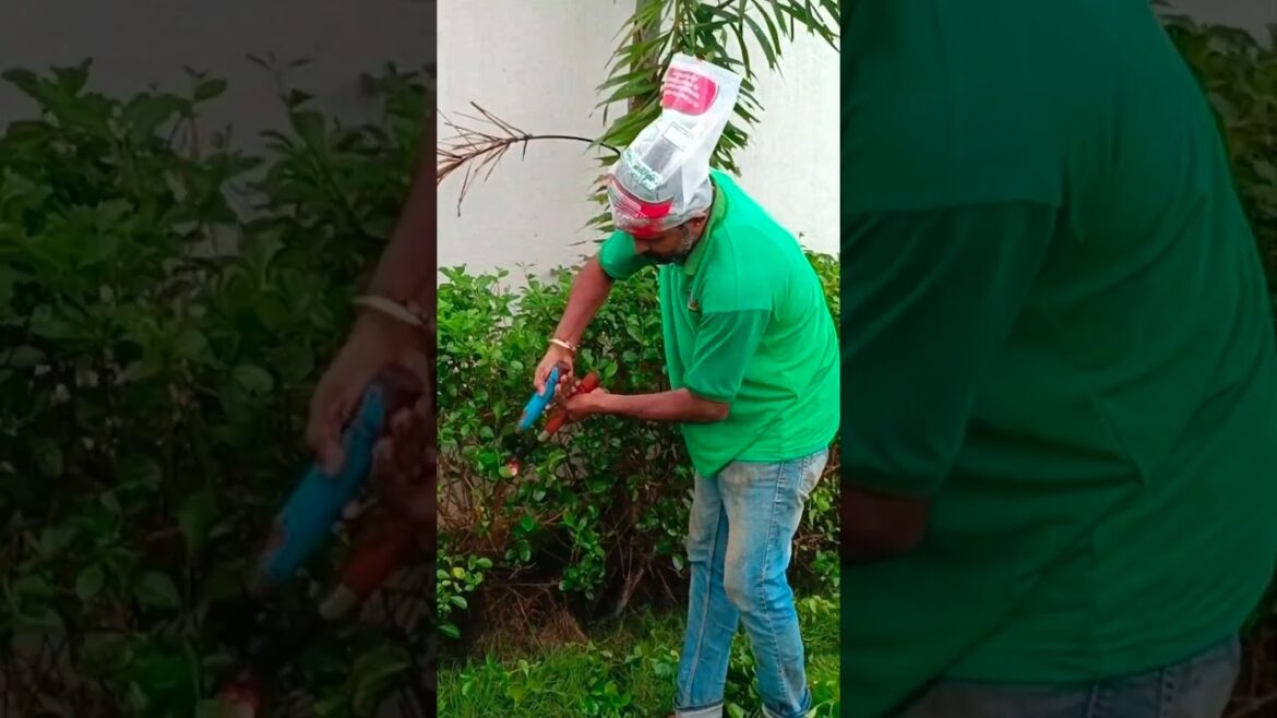 Artificial  Grass maintenance #lawn #cleaing #gardening #shorts