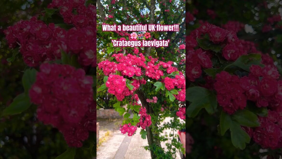 UK summer flower-6🌺🌸🇬🇧#short #uk #flowers #gardening #বাংলাদেশ