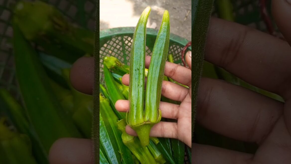 Vegetable Garden ЁЯШН#shorts #food #gardening #garden #viral #shortsvideo Vegetable Garden ЁЯШН#shorts #food #gardening #garden #viral #shortsvideo